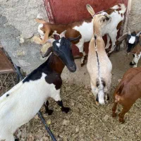 بز کهره با بز کهری|حیوانات مزرعه|بندرعباس, |دیوار