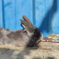 خرگوش لپ نر