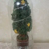 درخت کریسمس در محفظه شیشهای