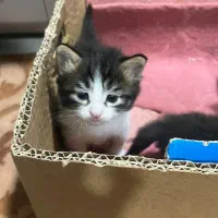 واگذاری گربه|گربه|بندر ماهشهر, |دیوار