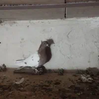 کبوتر|پرنده|بستان آباد, |دیوار