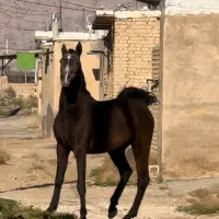 فروش اسب نریون|اسب و تجهیزات اسب‌سواری|شیراز, ابیوردی|دیوار