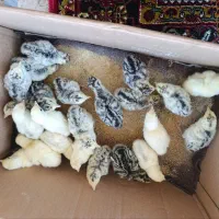 بچه بوقلمون دانه ای ۳۶۰