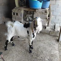 بزنر افقانی از نسل سقلو در شادگان