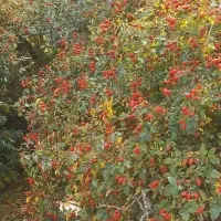 نسترن کوهی تازه