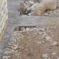 دونی ۸۰۰ داریم ۴۰۰ هم داریم