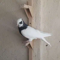 کبوتر زرقان|پرنده|شیراز, رکنآباد|دیوار