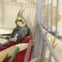 عروس هلندی سالم نر