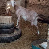 بز شیر|حیوانات مزرعه|اردکان, |دیوار