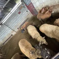 بره نر برای تخمی ت گله