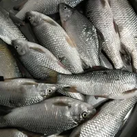 ماهی پهنک خوشمزه