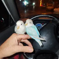 طوطی کوتوله|پرنده|یزد, |دیوار