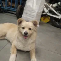 واگذاری پامراشپیتز