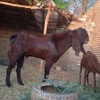 بز نر افغانی|حیوانات مزرعه|خرمشهر, |دیوار