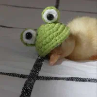 فروش جوجه گلین