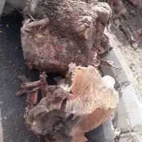 ریشه و چوب|گل و گیاه طبیعی|قزوین, |دیوار