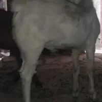 دوتا‌تروشت‌فروشی|حیوانات مزرعه|ایرانشهر, |دیوار