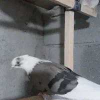 چند تا کبوتر خوب|پرنده|باغ حلی, |دیوار