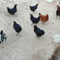 مرغ های محلی اصل جوان تخم گذار|حیوانات مزرعه|تکاب, |دیوار