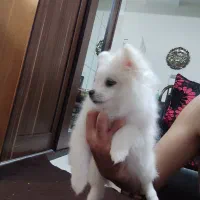 دوعدد پامر ماده|سگ|باغستان, |دیوار