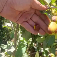 عناب گلابی اوکراینی پیوند،نهال درخت نهالستان مشهد|گل و گیاه طبیعی|مشهد, خواجه ربیع|دیوار