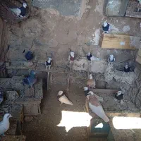 فروش کفتر طوقی تمیز|پرنده|رستاق, |دیوار