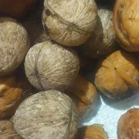گردو