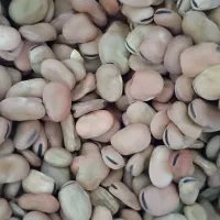 بذر باقالی پربار۷بند|گل و گیاه طبیعی|دلند, |دیوار