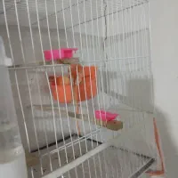 یک جفت قناری نر وماده