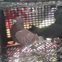 پلاکی مسافتی