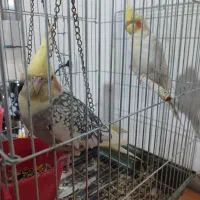 فروش عروس هلندی دست آموز