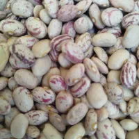 لوبیا چیتی