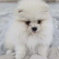 پامر خرسی عروسکی.شناسنامه دار،