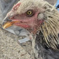 جوجه خروس لاری|حیوانات مزرعه|خاش, |دیوار