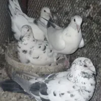 کبوتر|پرنده|خاوران, |دیوار