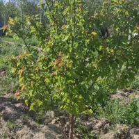 باغ ۳ ساله