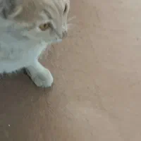 واگذاری گربه نر