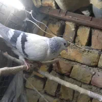 فروش پرنده|پرنده|محمدیه-قزوین, |دیوار