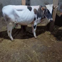 فروش گاو با گوساله ماده|حیوانات مزرعه|سنگر, |دیوار