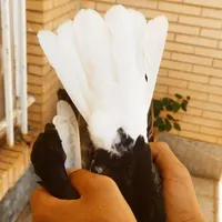 کبوتر زاغ دمسفید و فنچ گلدین|پرنده|رفسنجان, |دیوار
