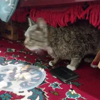 واگذاری گربه