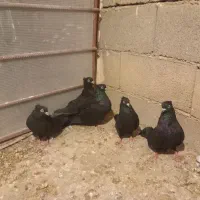 فروشی|پرنده|منج, |دیوار