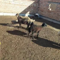 دو عدد گوسفند قره قزل