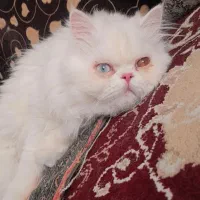 پرشین اصیل جفت گیری|گربه|نیشابور, ناسیونال|دیوار