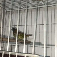 فروش یا معاوضه 2عدد پرنده|پرنده|بم, |دیوار