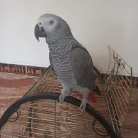 کاسکو باهوش و زیبا|پرنده|شیراز, پودنک|دیوار