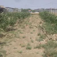 باغ پسته فروشی