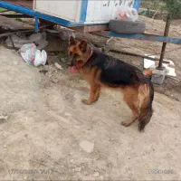 ژرمن ماده|سگ|گرگان, |دیوار