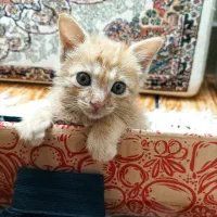 واگذاری گربه|گربه|قم, سنگ بند|دیوار