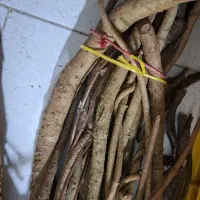 شاخه های درخت چنگل جنگلی|خدمات باغبانی و درختکاری|رشت, چله خانه|دیوار